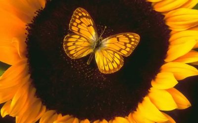 The Sunflower and the Butterfly