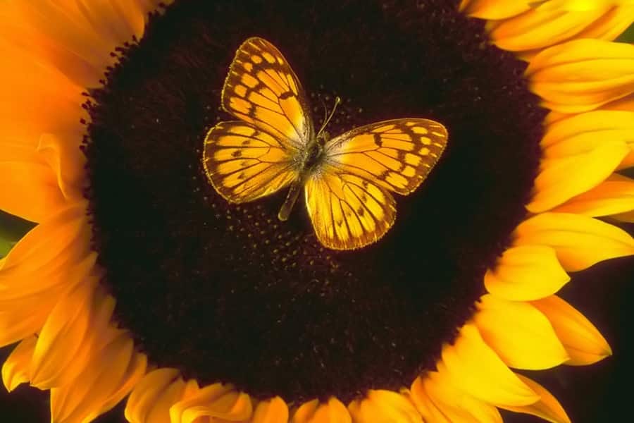 The Sunflower and the Butterfly