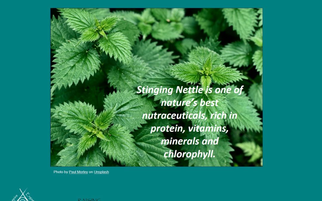 Nettle