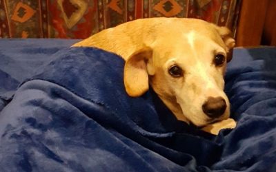 Energy Healing for Animals