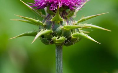 Milk Thistle